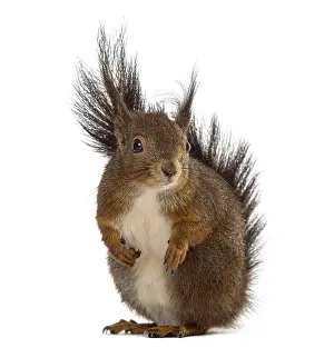 Plain Colored Background Wildlife Photo Prints: Red squirrel in front of a white background