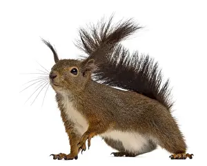 Curious Squirrel Prints: Red squirrel in front of a white background