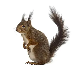 Single Colored Background Prints: Red squirrel in front of a white background