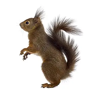 Red Coloured Mammal Prints: Red squirrel in front of a white background