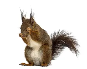 Bright Background Photography Prints: Red squirrel in front of a white background