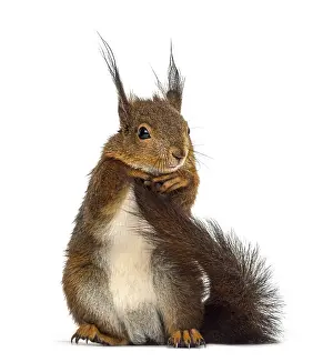 Eurasian Red Squirrels Prints: Red squirrel in front of a white background