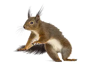 Bright Background Photography Prints: Red squirrel in front of a white background