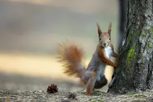 Nature Landscape Scenery Prints: Red squirrel in the wild in the forest