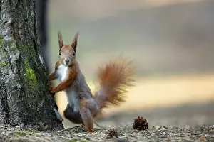 Nature Landscape Scenery Prints: Red squirrel in the wild in the forest