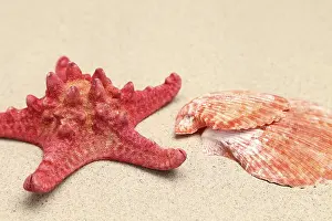 Bivalve Shell Images Prints: Red starfish and shell on sandy background