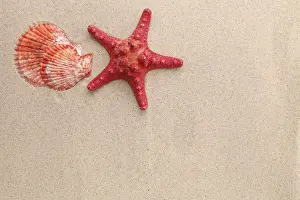 Echinoderm Species Prints: Red starfish and shell on sandy background