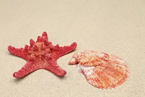 Echinoderm Images Prints: Red starfish and shell on sandy background