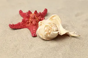 Echinoderm Species Prints: Red starfish and shell on sandy background