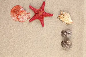 Bivalve Shell Prints: Red starfish and shell on sandy background