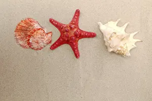 Echinoderm Species Prints: Red starfish and shells on sandy background