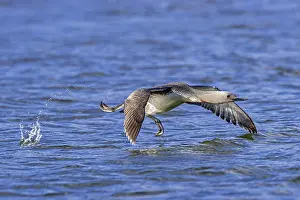 Polar Region Landscape Prints: Red-throated loon, red-throated diver (Gavia stellata) adult in breeding plumage taking off from lake in summer