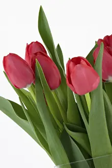 Ornamental Plants Prints: Red tulips