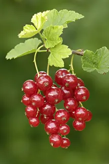 Sweet Red Berries Prints: Redcurrant, Ribes rubrum