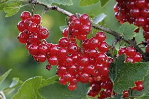 Sweet Red Berries Prints: Redcurrant, Ribes rubrum