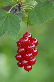 Sweet Red Berries Prints: Redcurrant, Ribes rubrum