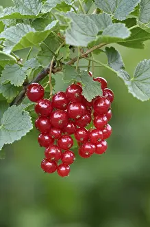 Sweet Red Berries Prints: Redcurrant, Ribes rubrum