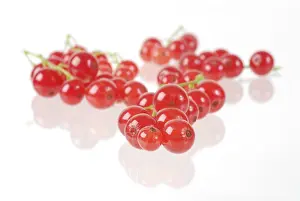 Red Berry Images Prints: Redcurrant ribes rubrum