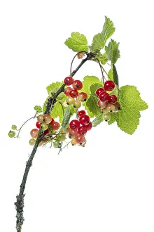 Lower Saxony Garden Prints: Redcurrant (Ribes rubrum), fruit