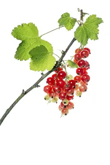 Lower Saxony Garden Prints: Redcurrant (Ribes rubrum), fruit