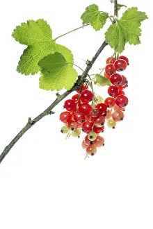 Northern Germany Outdoor Shots Prints: Redcurrant (Ribes rubrum), fruit