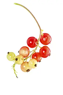 Deserted Garden In Germany Prints: Redcurrant (Ribes rubrum), fruit