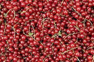 Vitamin Rich Berries Prints: Redcurrants