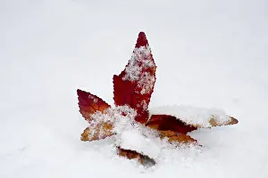 Uninhabited Woods Prints: Redleaf in the snow