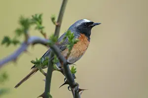 Old World Flycatcher Species Prints: Redtail, Phoenicurus phoenicurus