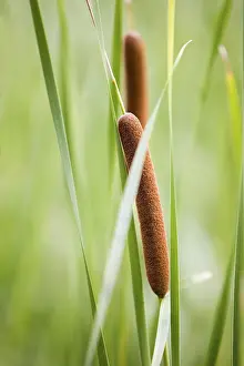 Nature Botany Photos Prints: Reed