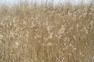 Prints of Reed, Phragmites australis, full format, background image Australis Prints: Phragmites australis Reed Print, Full Format