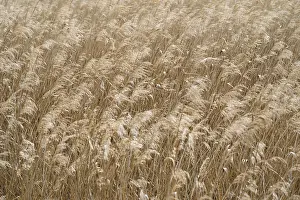 Prints of Reed, Phragmites australis, full format, background image Australis Prints: Phragmites australis Print - Reed, Full Format