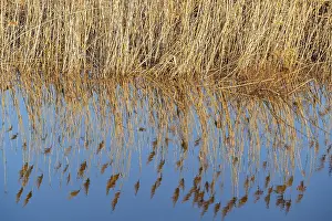 Reflections In Water Prints: Reeds reflected in the water in the floodplain along the Oder river