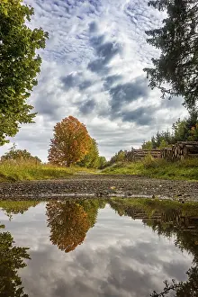 Deciduous Tree Reflection Prints: Reflection of autumn deciduous tree maple in puddle