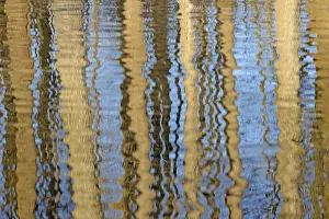 Deserted Waterfront Germany Prints: Reflection of deciduous trees on the water surface