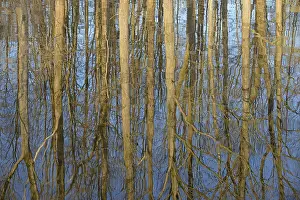 German Waterfront Scene Prints: Reflection of deciduous trees on the water surface