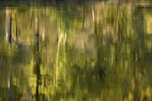 Moselle River Germany Prints: Reflection of deciduous trees on the water surface