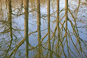 Deciduous Trees Reflection Prints: Reflection of deciduous trees on the water surface