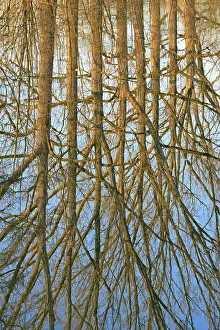 Blue Sky Waterfront Scene Prints: Reflection of deciduous trees on the water surface
