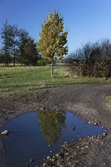 Deciduous Tree Autumn Color Prints: Reflection of an Oak (Quercus) in a puddle