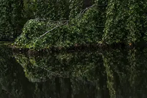 Atmospheric Light Mood Prints: Reflection, texture, green beech (Fagus sylvatica)