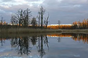 Evening Mood Germany Prints: Reflection of trees in the water