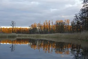 River Reflection Photography Prints: Reflection of trees in the water