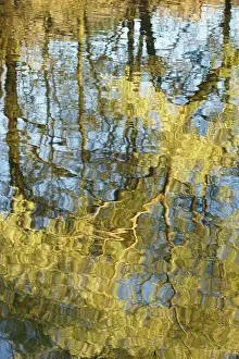 Willow Tree Reflection Prints: Reflection of willow (Salix sp)