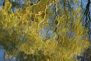 Deserted Riverbank Scene Prints: Reflection of willow (Salix sp)