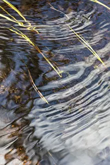 Norrbotten County Landscapes Prints: Reflections in a stream, Gallivare