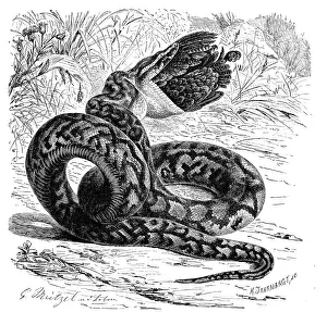 African Rock Python Prints: Reptiles, african rock python (Python sebae)