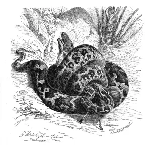 Constrictor Snakes Prints: Reptiles, Bright indian python (Python molurus) is a species of snake in the python family