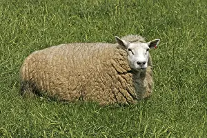 Animal Husbandry Prints: Resting sheep