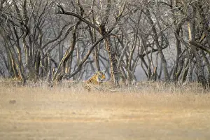 Feliformia Mammal Conservation Prints: Resting tiger in a dry forest setting with leafless trees